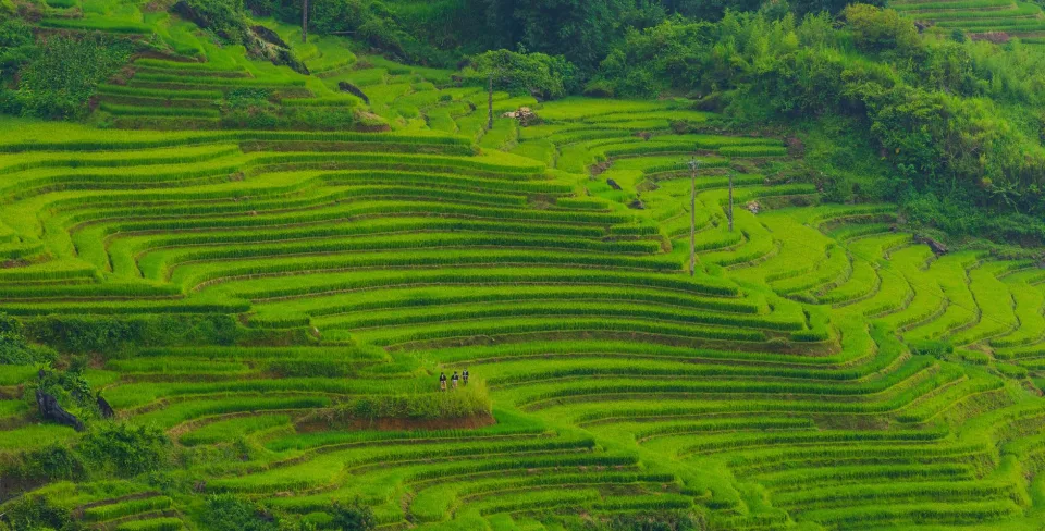 Kho gạo của Dương Quốc